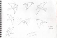 Delichon urbicum