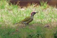 Picus viridis