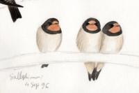 Hirundo rustica