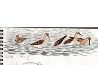 Calidris ferruginea