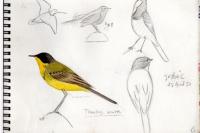 Motacilla flava