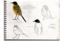 Motacilla flava