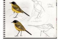 Motacilla flava