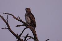 Circaetus gallicus