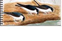 Delichon urbicum