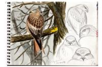 Milvus milvus