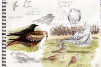 Milvus milvus