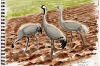 Grus grus