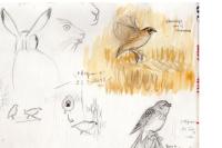 Coturnix coturnix