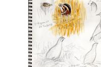 Coturnix coturnix