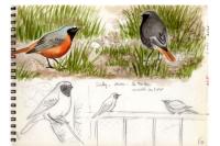 Phoenicurus phoenicurus