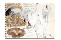 Grus grus