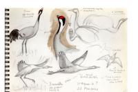 Grus grus