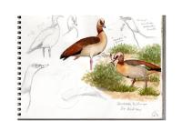 Alopochen aegyptiaca