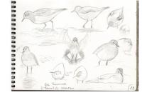 Calidris temminckii
