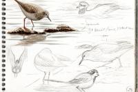 Calidris temminckii