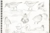 Calidris temminckii