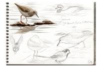 Calidris temminckii