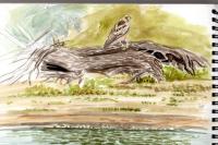 Hieraaetus pennatus