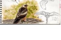 Hieraaetus pennatus