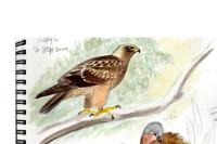 Hieraaetus pennatus