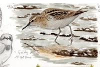 Calidris minuta