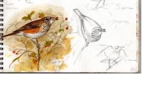 Turdus iliacus