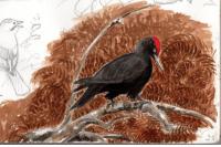 Dryocopus martius