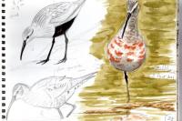 Calidris ferruginea
