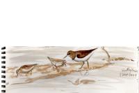 Calidris temminckii
