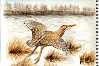 Botaurus stellaris