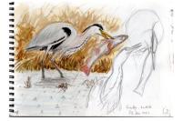 Ardea cinerea