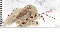 Emberiza calandra