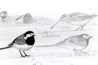 Motacilla alba