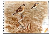 Saxicola rubetra