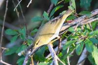 Phylloscopus trochilus