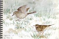 Anthus spinoletta