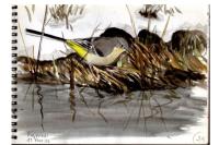 Motacilla cinerea