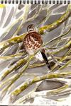 Falco columbarius