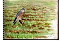 Falco columbarius