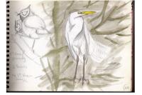 Ardea alba