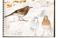 Anthus pratensis