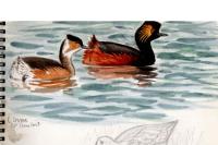 Podiceps nigricollis
