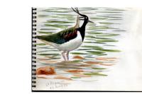 Vanellus vanellus