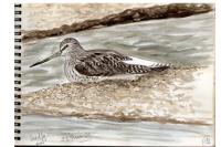 Tringa nebularia