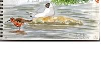 Calidris ferruginea