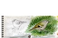 Regulus regulus