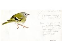 Regulus regulus