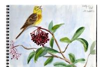 Emberiza citrinella