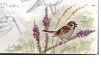 Passer montanus